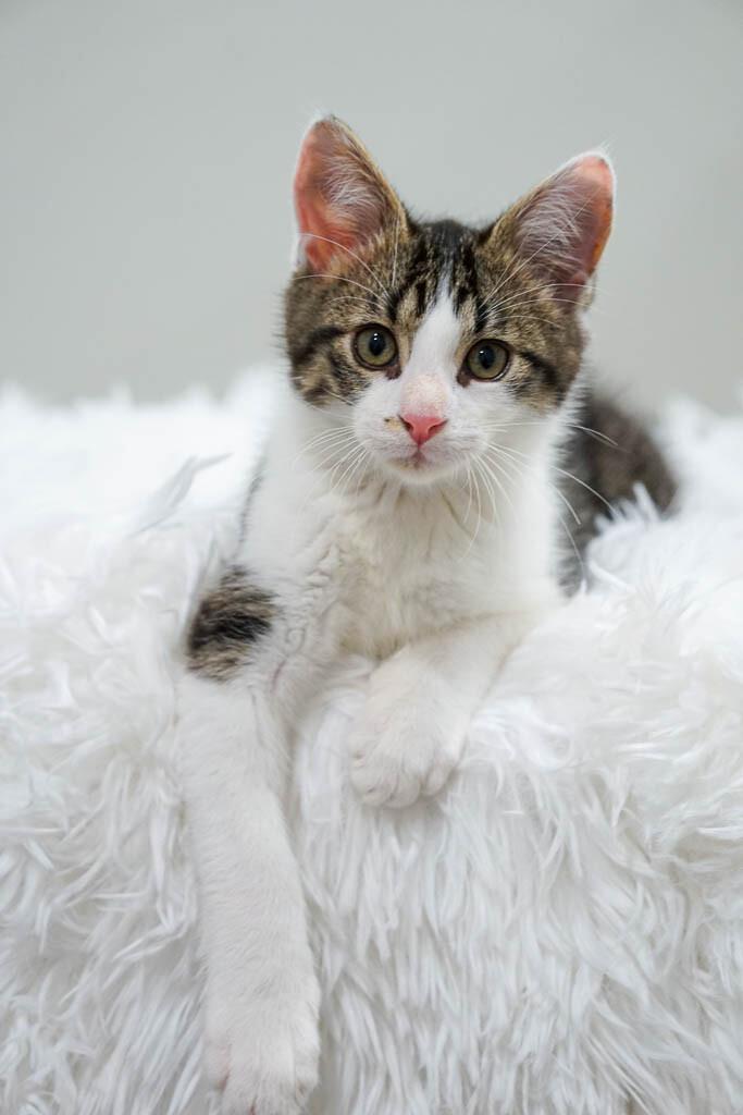 Enlarge Fenwick, a Adoptable Domestic Short Hair in Belton, MO image 2/6