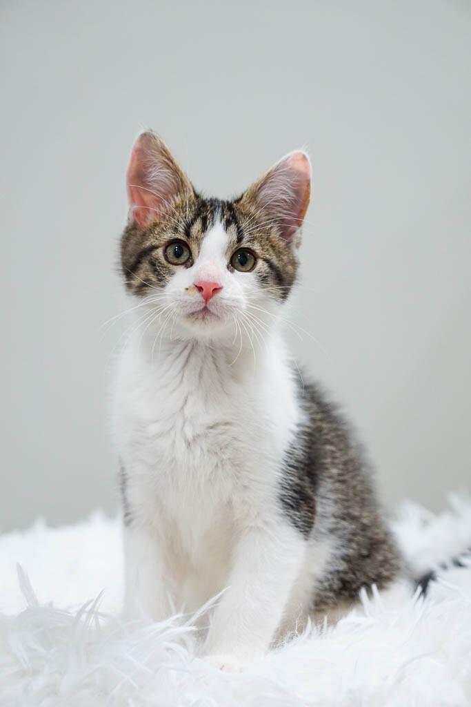 Enlarge Fenwick, a Adoptable Domestic Short Hair in Belton, MO image 3/6