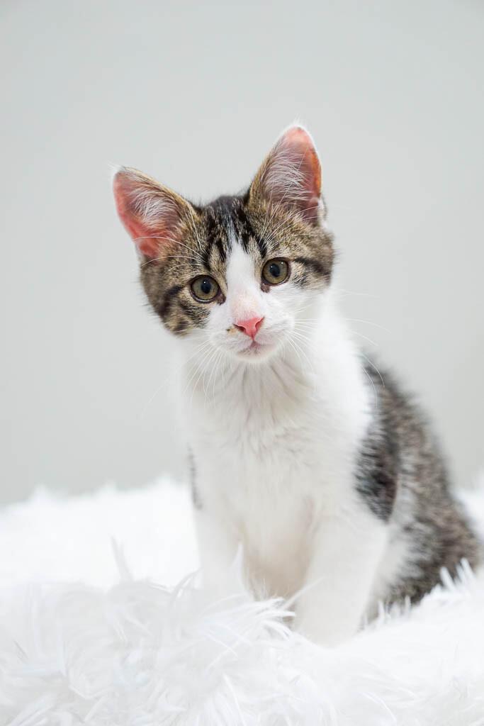 Enlarge Fenwick, a Adoptable Domestic Short Hair in Belton, MO image 4/6