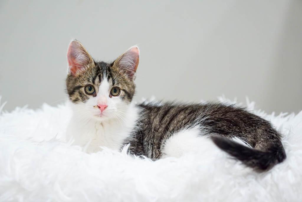 Enlarge Fenwick, a Adoptable Domestic Short Hair in Belton, MO image 6/6