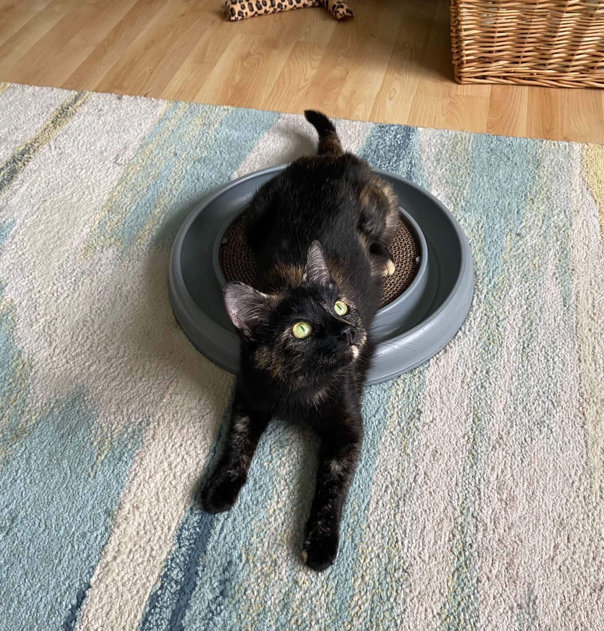Enlarge Mocha, a ADOPTABLE Domestic Short Hair in Dartmouth, NS image 2/6