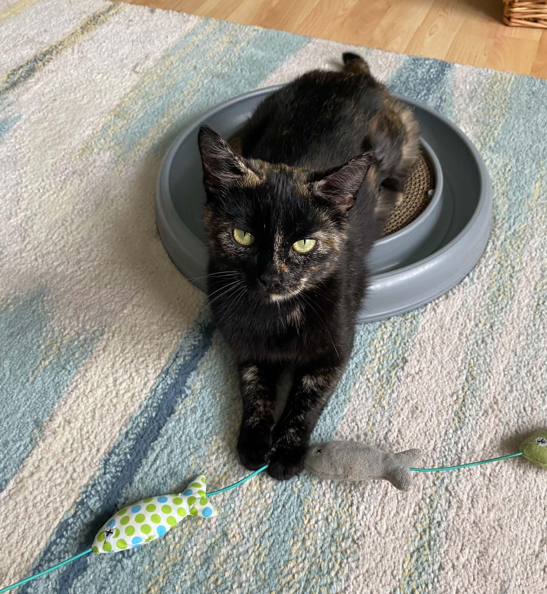 Enlarge Mocha, a ADOPTABLE Domestic Short Hair in Dartmouth, NS image 5/6