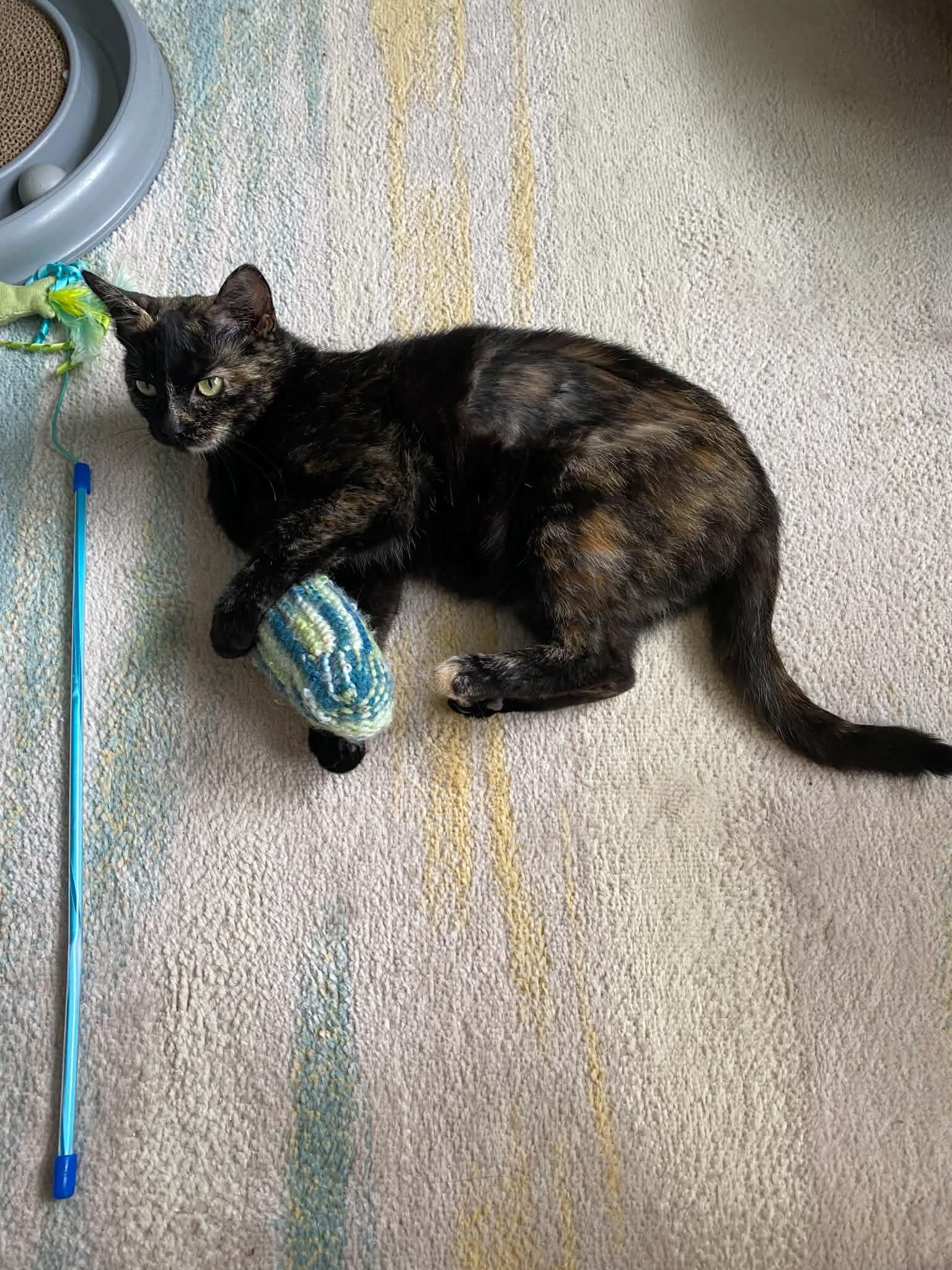 Enlarge Mocha, a ADOPTABLE Domestic Short Hair in Dartmouth, NS image 4/6