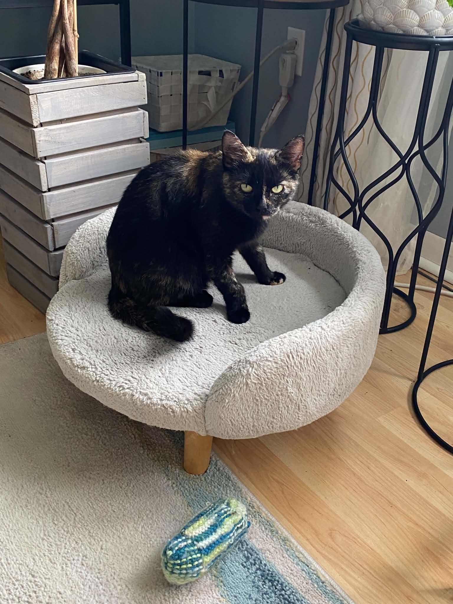 Enlarge Mocha, a ADOPTABLE Domestic Short Hair in Dartmouth, NS image 3/6