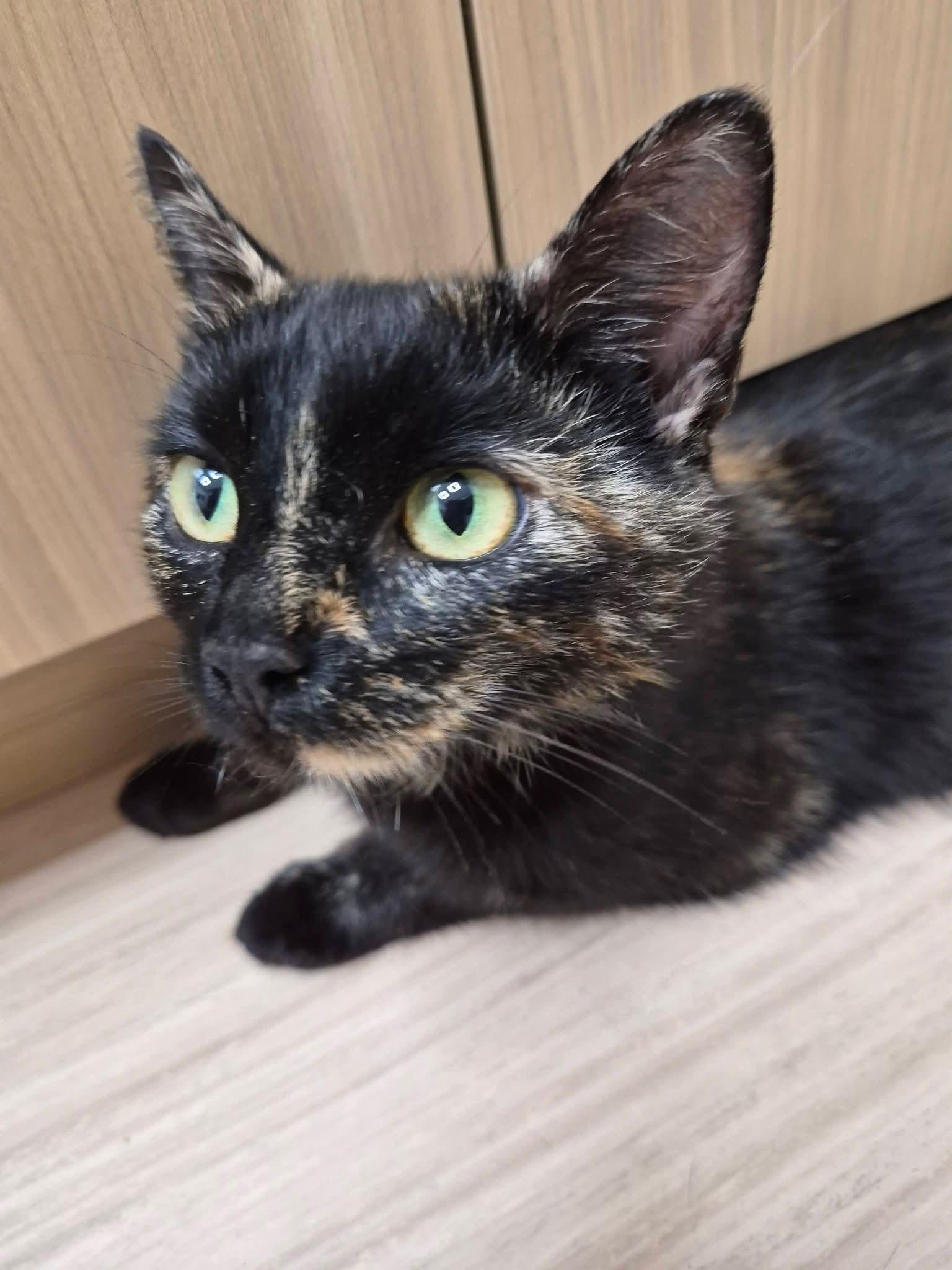 Mocha, ADOPTABLE, Adult Female Domestic Short Hair.