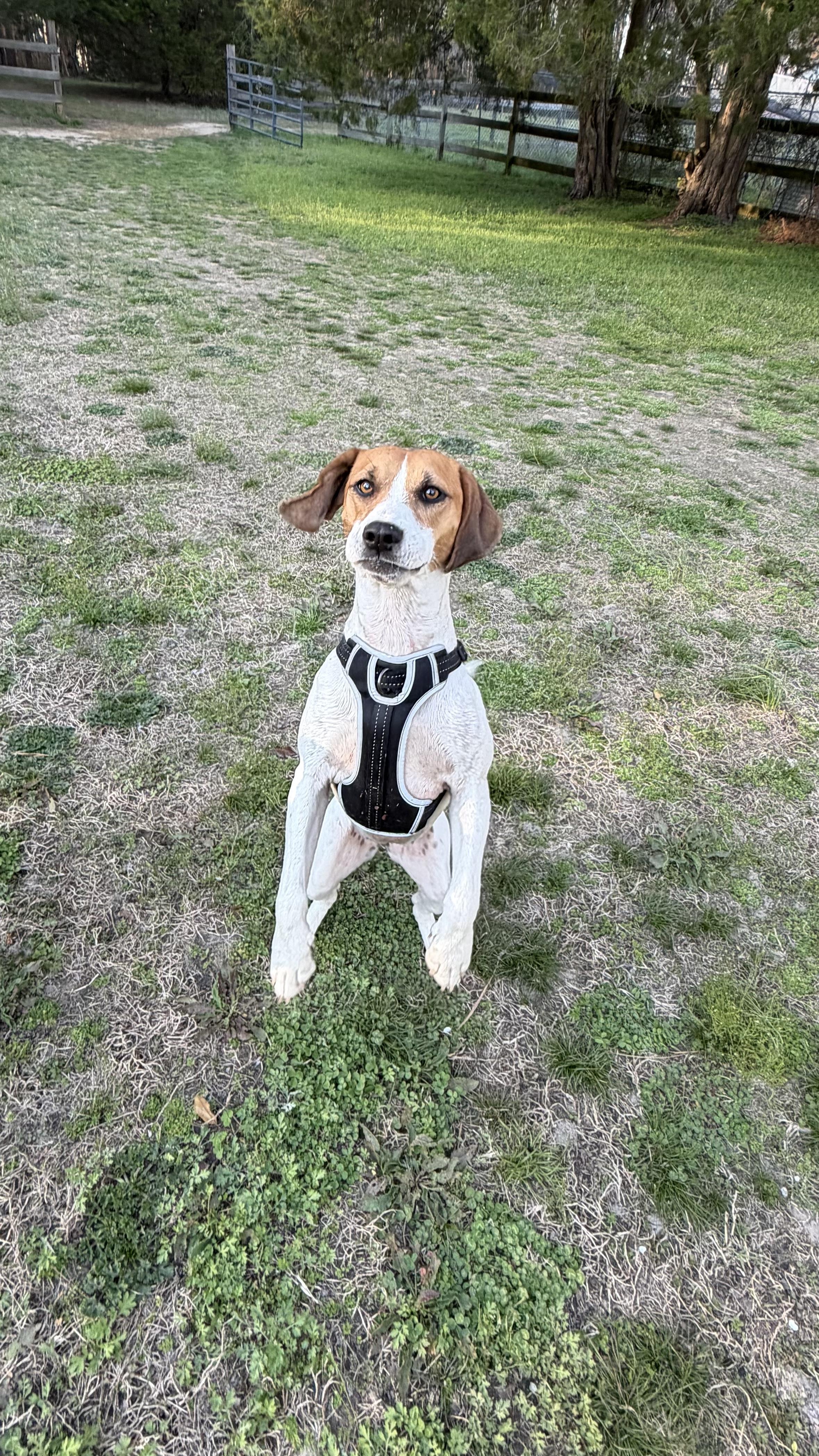 Enlarge Daisy, a ADOPTABLE mixed breed in Fredericksburg, VA image 4/4