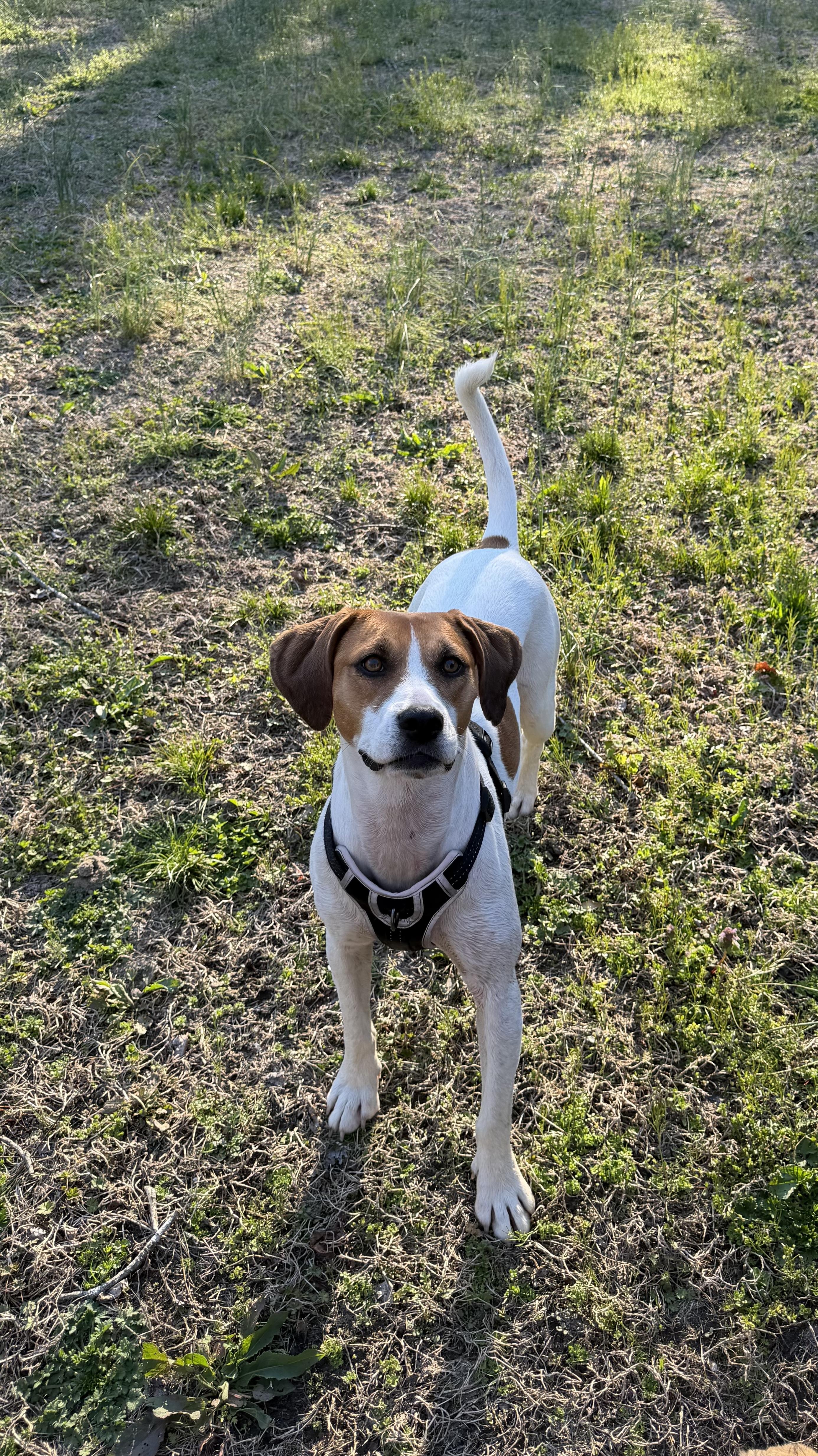 Daisy, ADOPTABLE, Adult Female Beagle & Treeing Walker Coonhound.