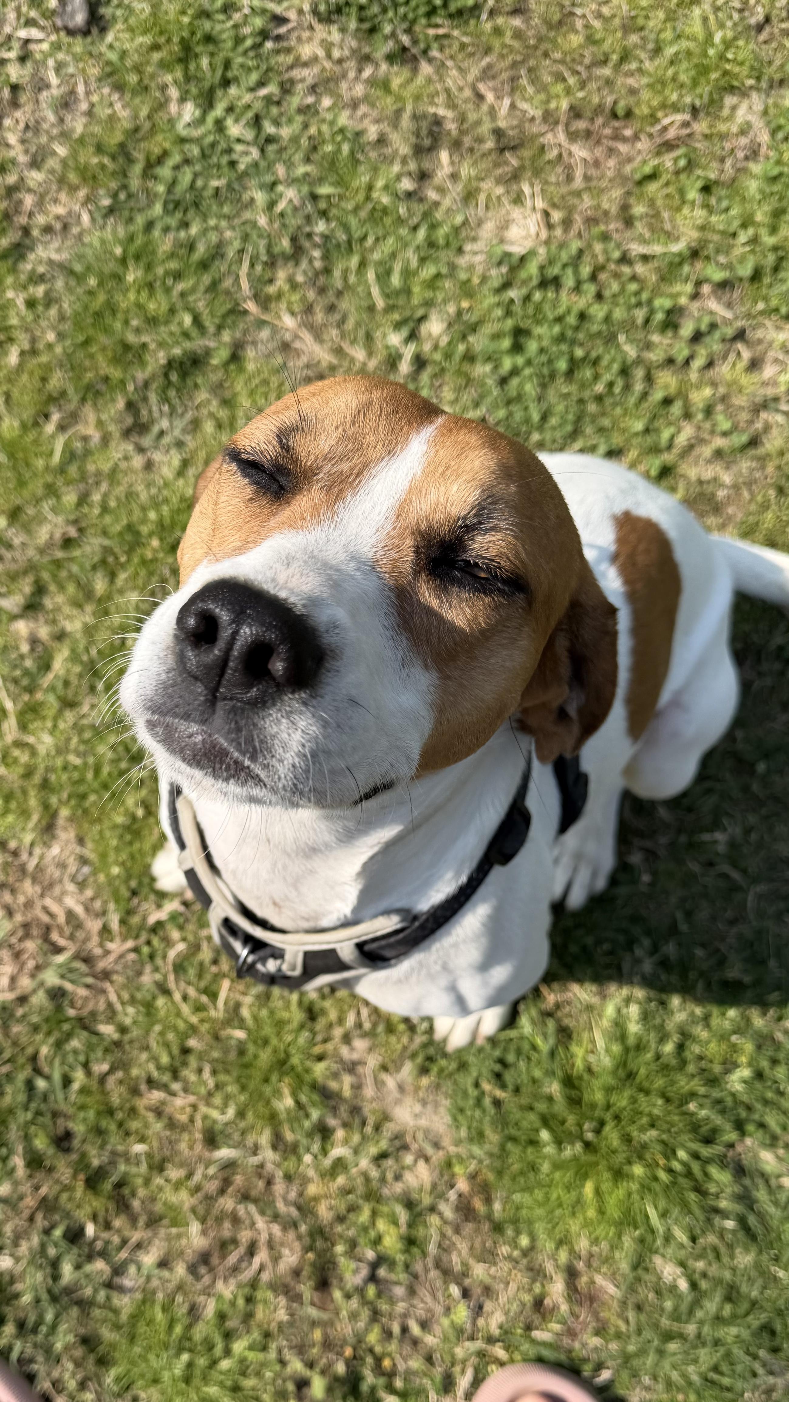 Enlarge Daisy, a ADOPTABLE mixed breed in Fredericksburg, VA image 2/4