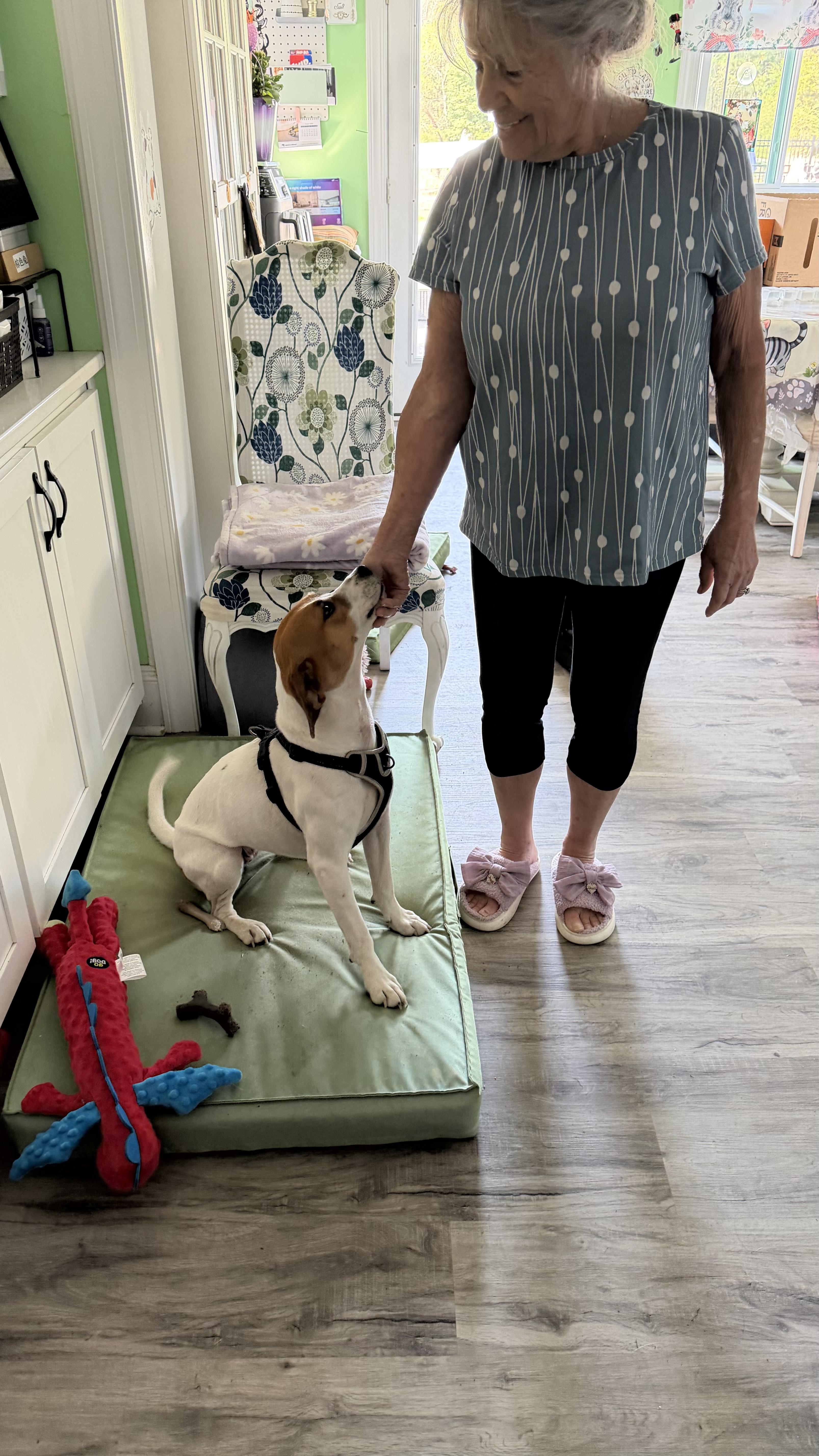 Enlarge Daisy, a ADOPTABLE mixed breed in Fredericksburg, VA image 3/4