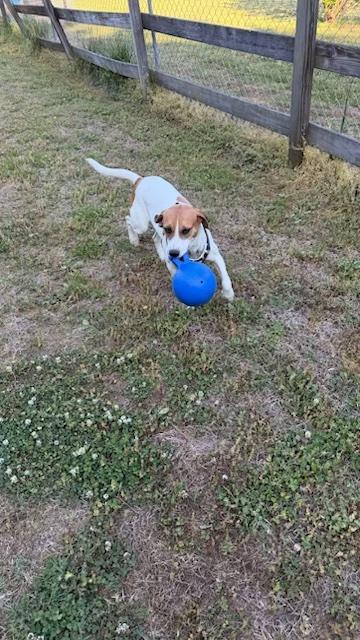 Enlarge Daisy, a ADOPTABLE mixed breed in Fredericksburg, VA image 3/5