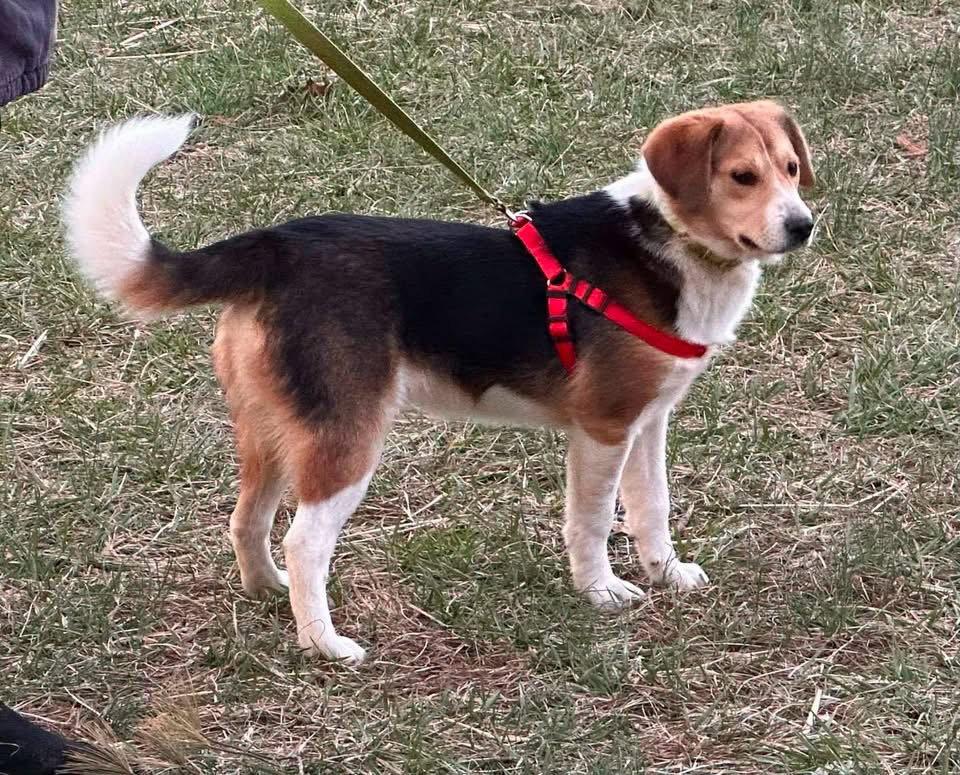 Cocoa - Not at shelter photo