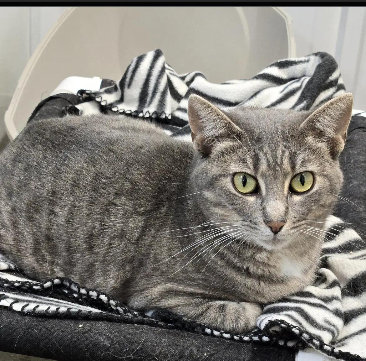 Atrapada, Adoptable, Young Female Dilute Tortoiseshell.