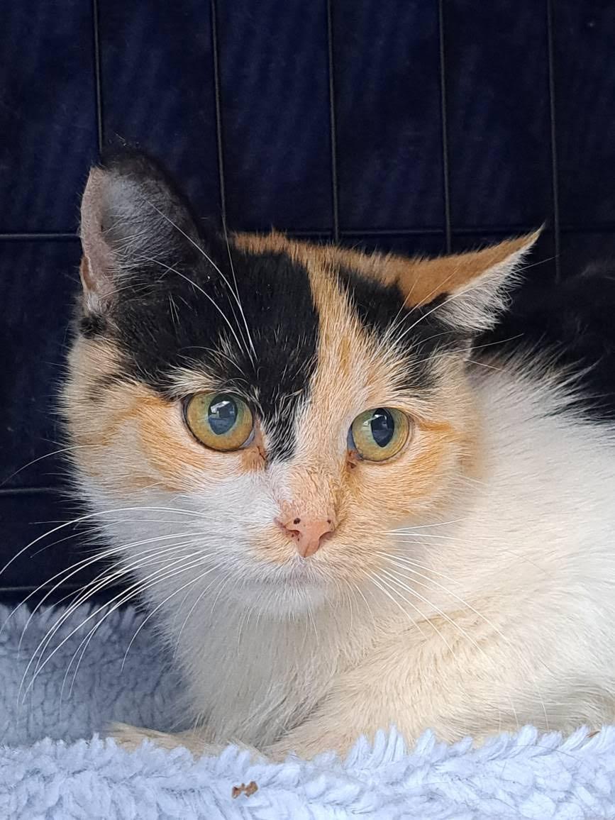 Enlarge Callie, a ADOPTABLE Domestic Short Hair in Richmond, KY image 2/3