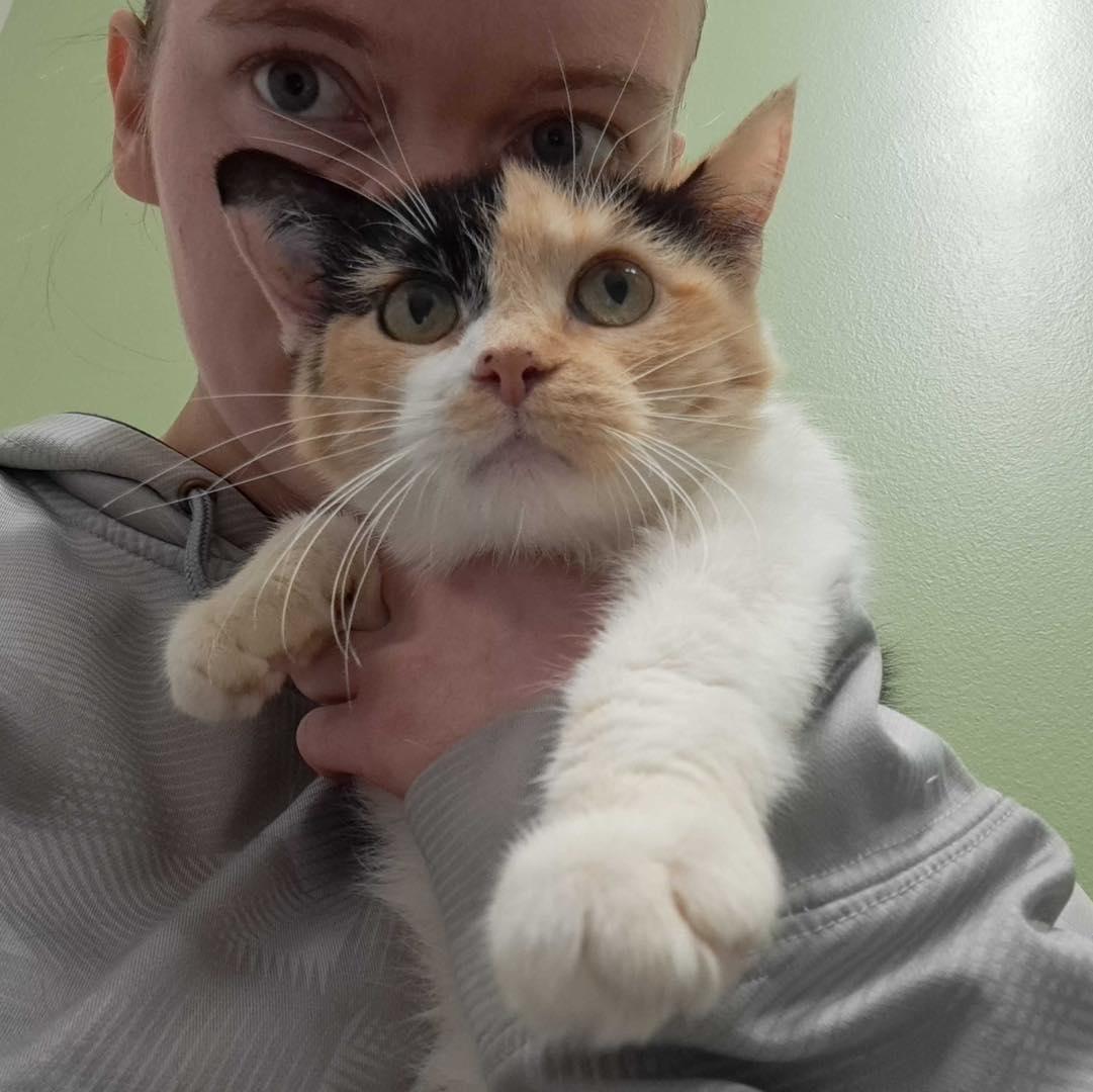 Callie, ADOPTABLE, Adult Female Domestic Short Hair.