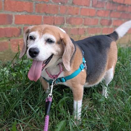 Enlarge Chutney, a Adoptable mixed breed in Richmond, VA image 1/6