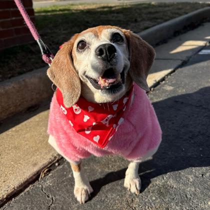 Enlarge Chutney, a Adoptable mixed breed in Richmond, VA image 4/6