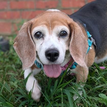 Enlarge Chutney, a Adoptable mixed breed in Richmond, VA image 5/6