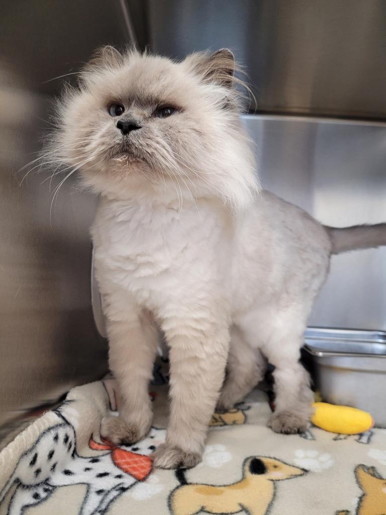 Feather, Adoptable, Young Male Persian & Domestic Medium Hair.