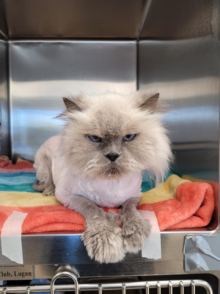 Feather, a Adoptable mixed breed in Logan, UT image 2/2