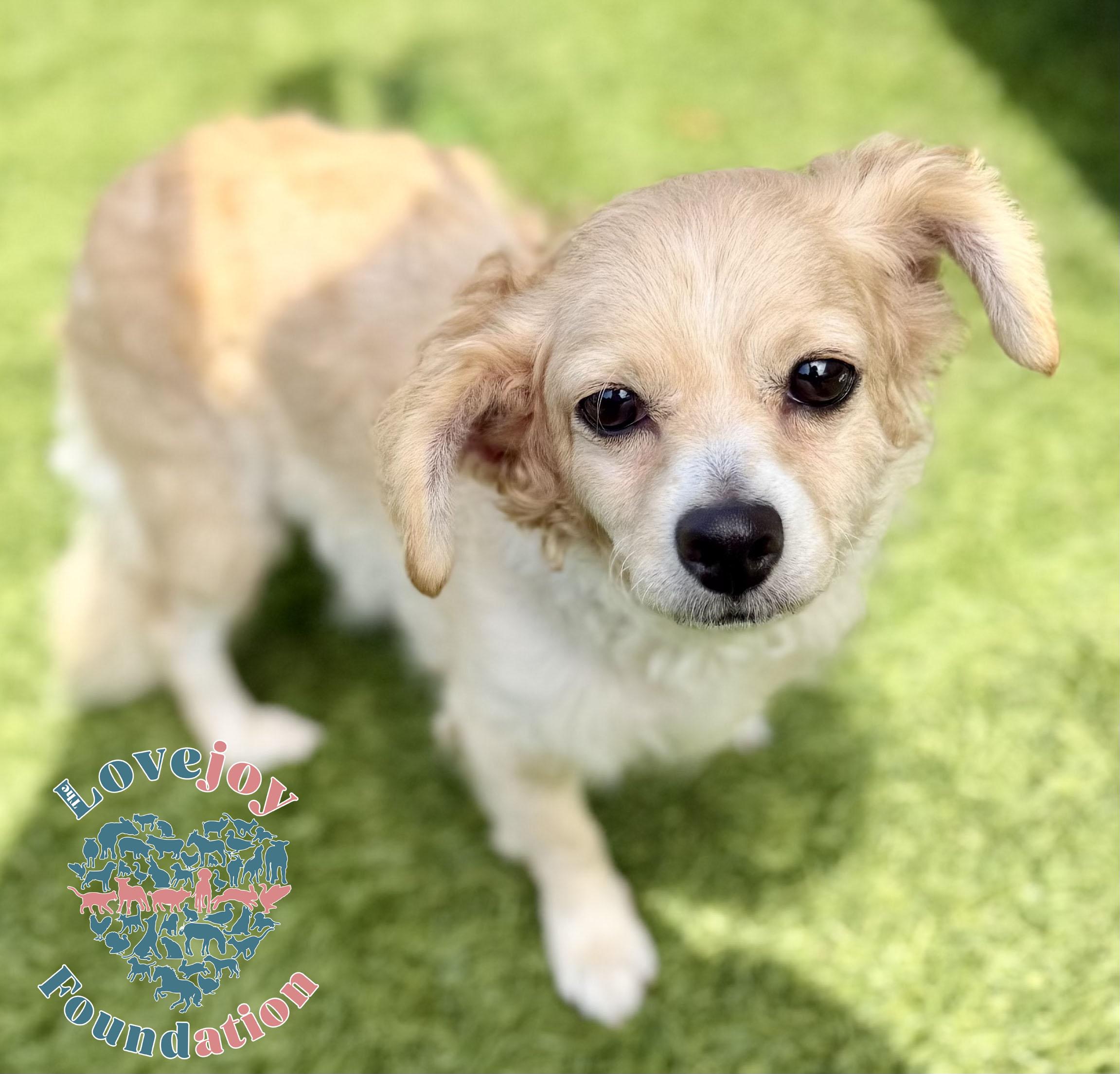Cookie, an adopted mixed breed in Inglewood, CA image 1/2