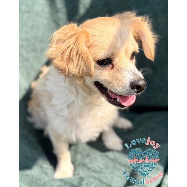 Cookie, an adopted mixed breed in Inglewood, CA image 2/2