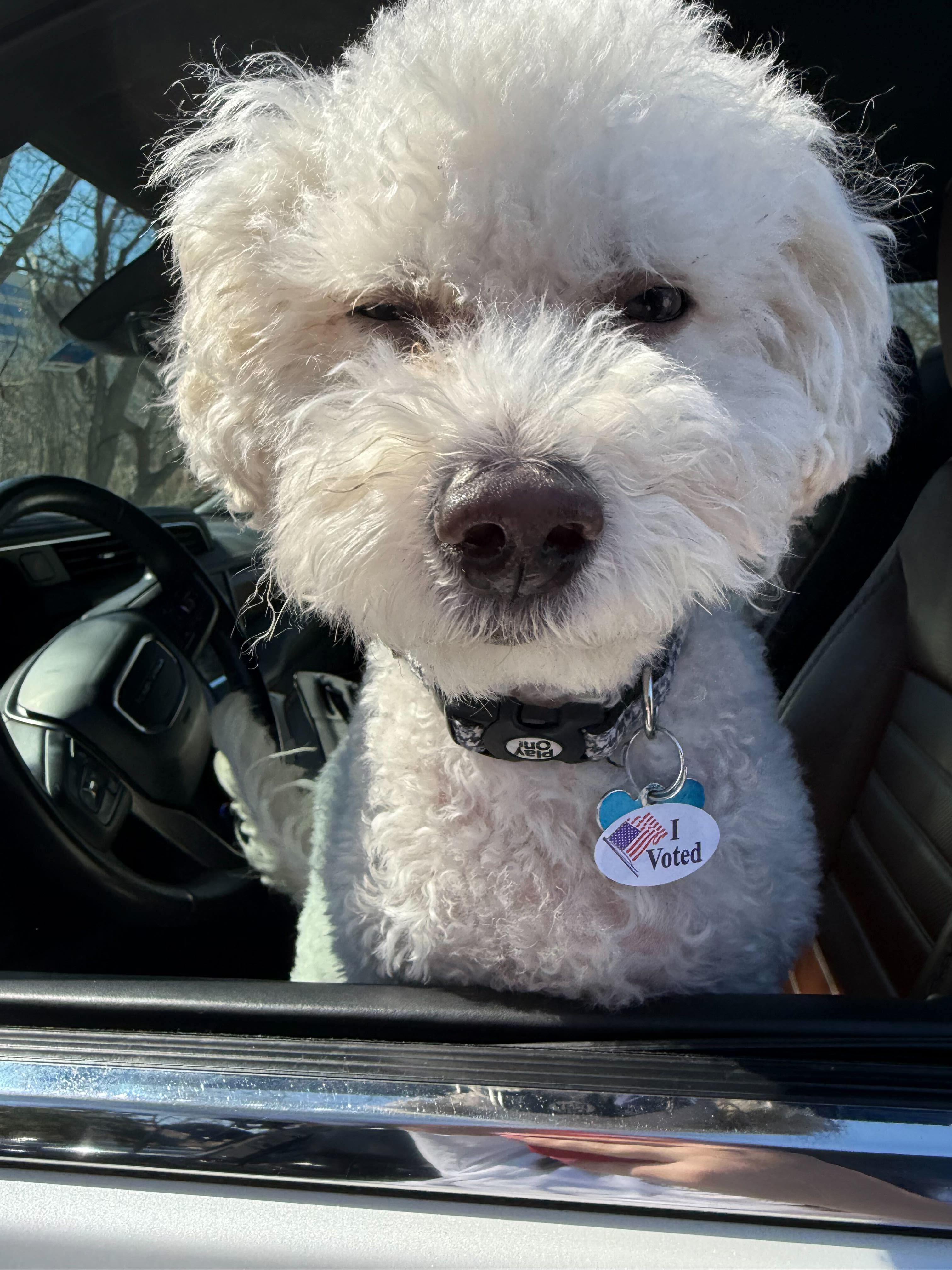 Enlarge Gino, an adopted Shih poo in Garland, TX image 2/4