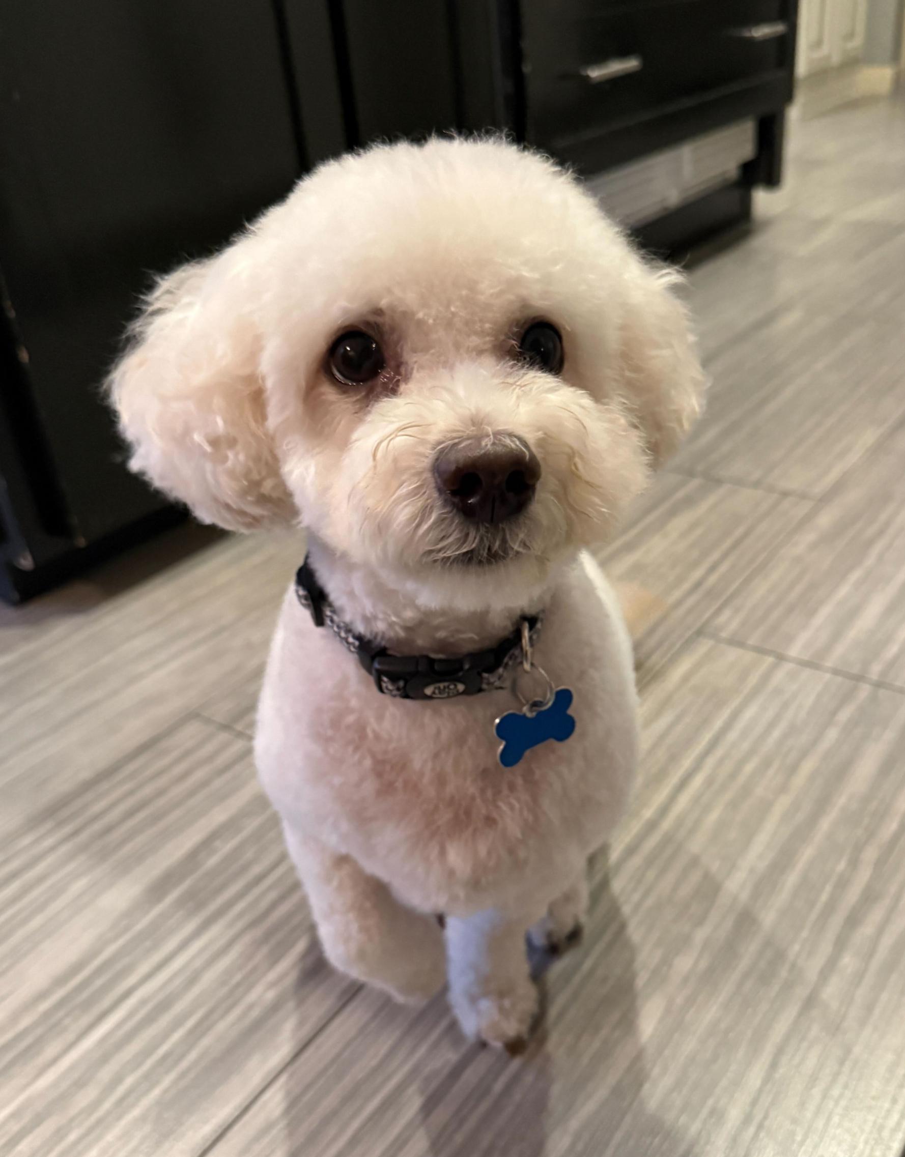 Gino, adopted, Young Male Shih poo.
