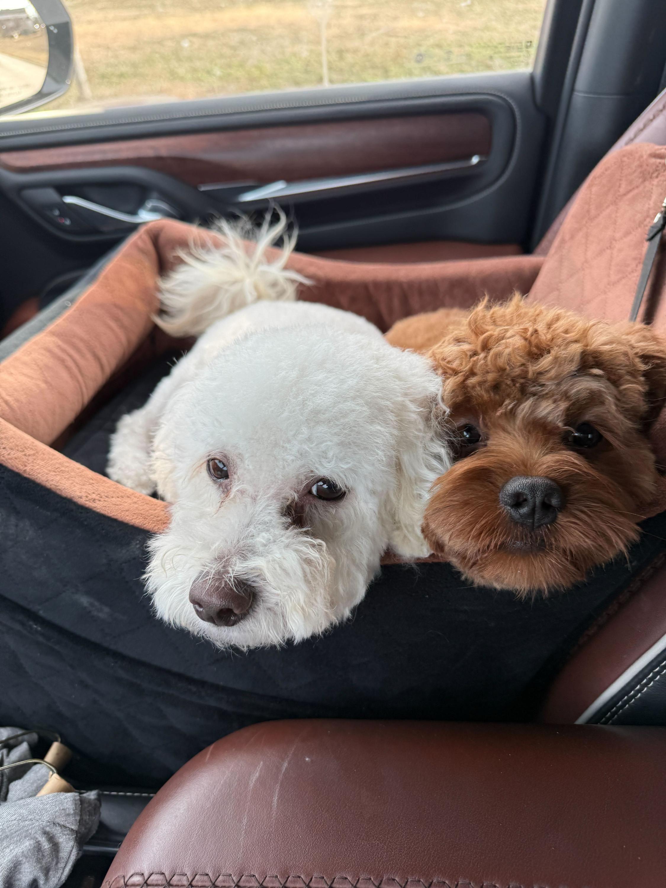 Enlarge Gino, an adopted Shih poo in Garland, TX image 3/4