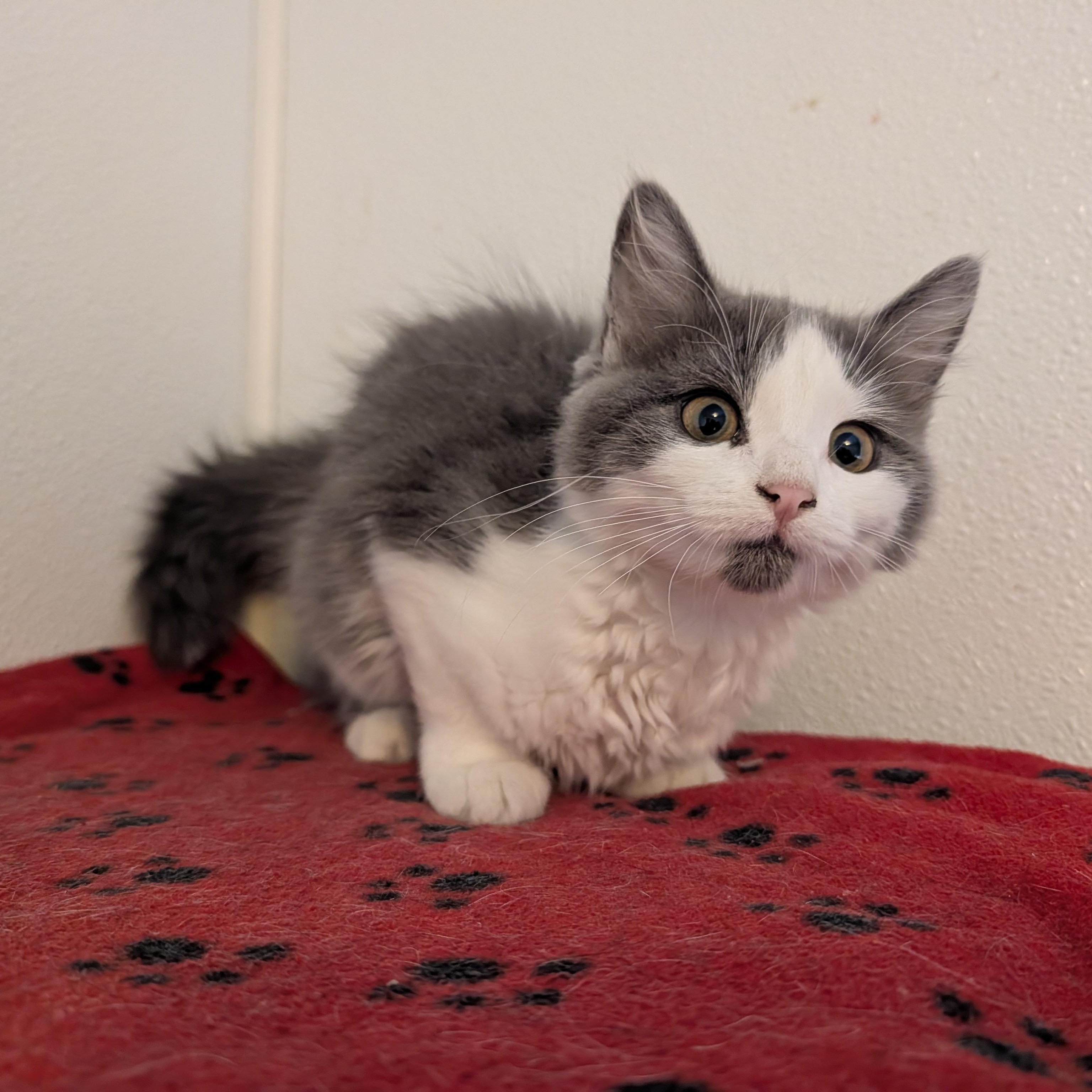 Ruby, an adoptable Domestic Long Hair in Manistique, MI, 49854 | Photo Image 1