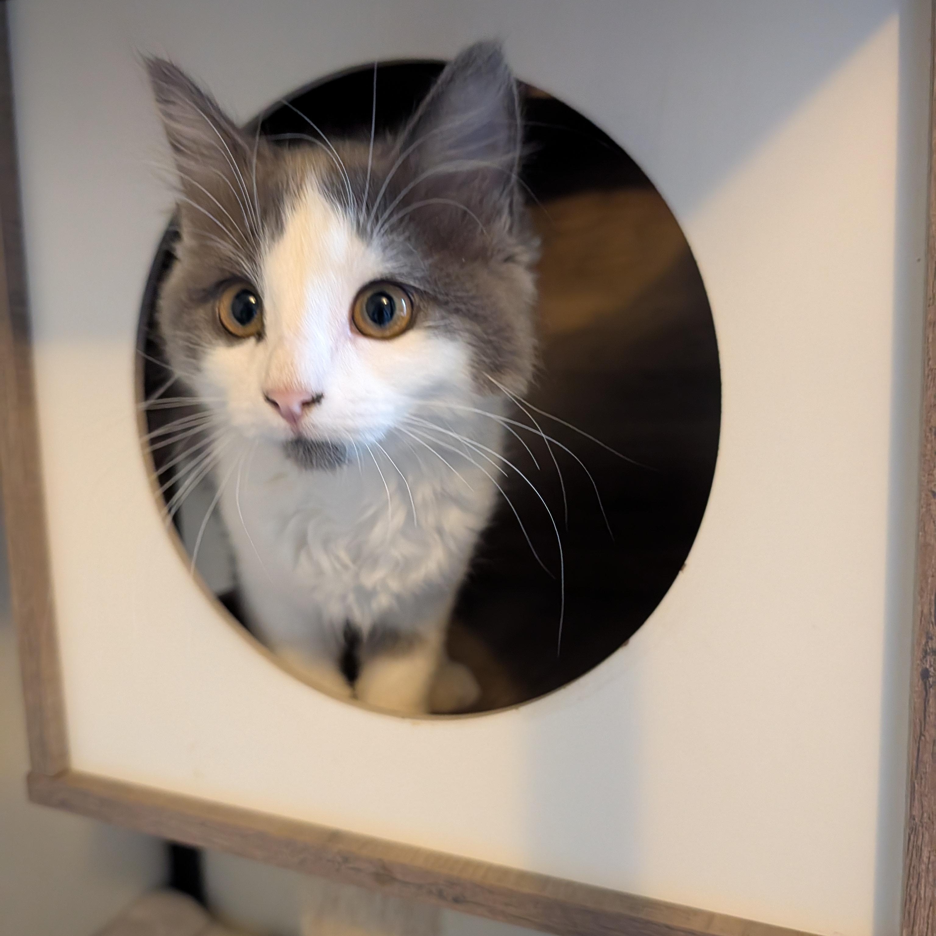 Ruby, an adoptable Domestic Long Hair in Manistique, MI, 49854 | Photo Image 2