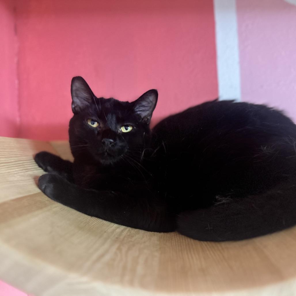 Enlarge Ancha, a Adoptable Domestic Short Hair in Newberg, OR image 1/4