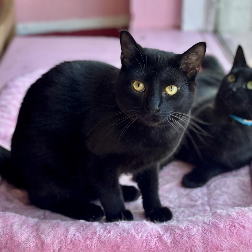 Enlarge Ancha, a Adoptable Domestic Short Hair in Newberg, OR image 2/4