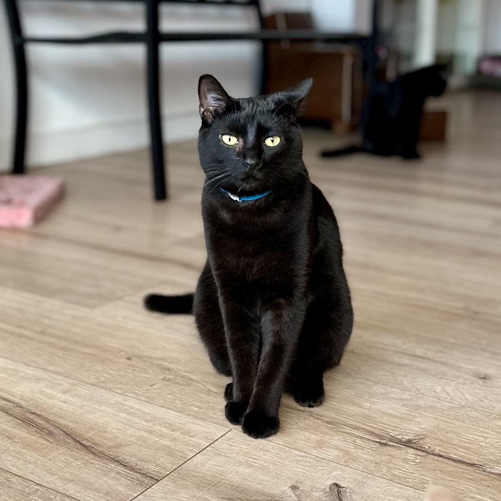 Enlarge Ancha, a Adoptable Domestic Short Hair in Newberg, OR image 4/4