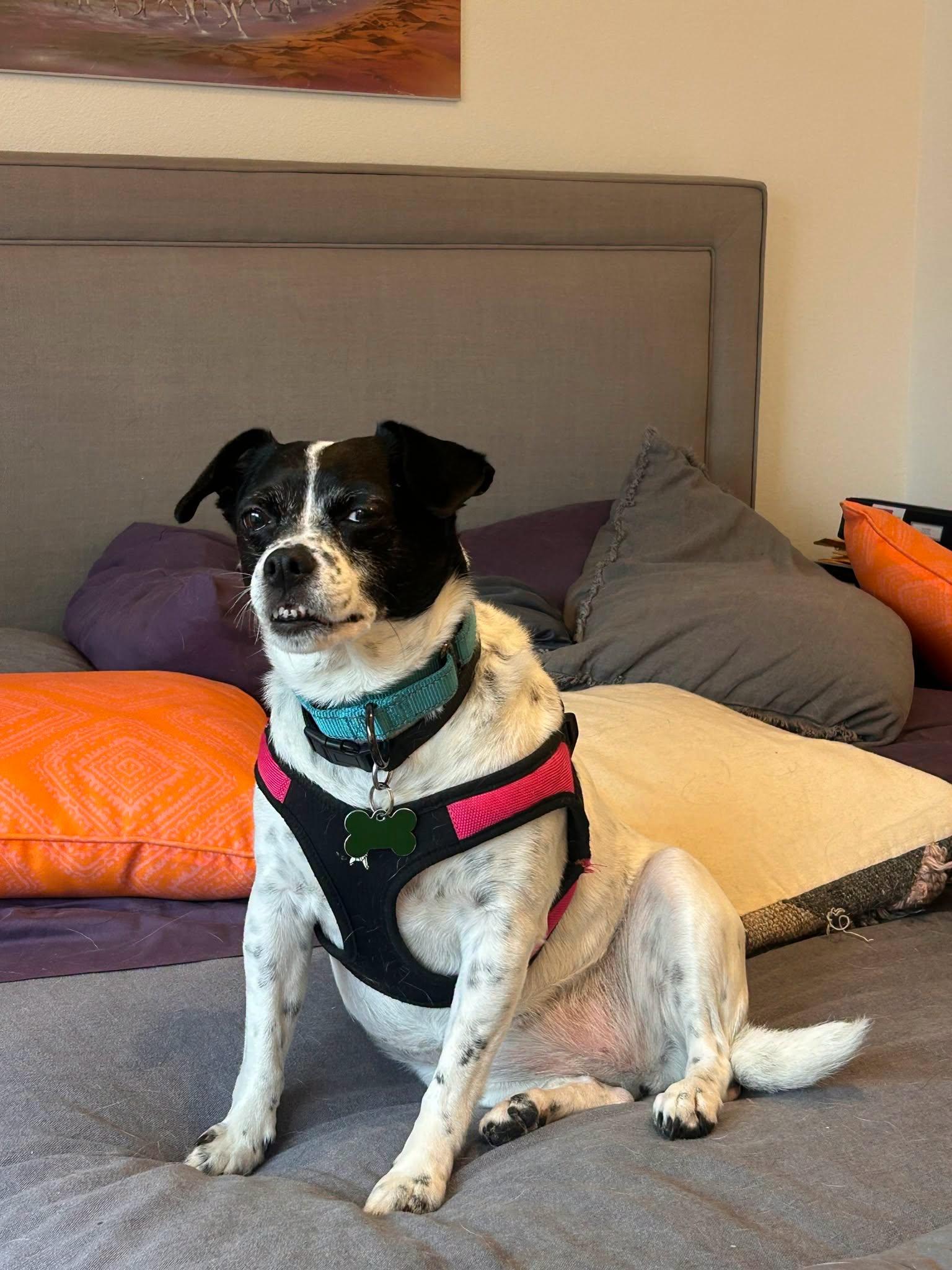 Enlarge Layla, a ADOPTABLE mixed breed in Covington, WA image 4/4