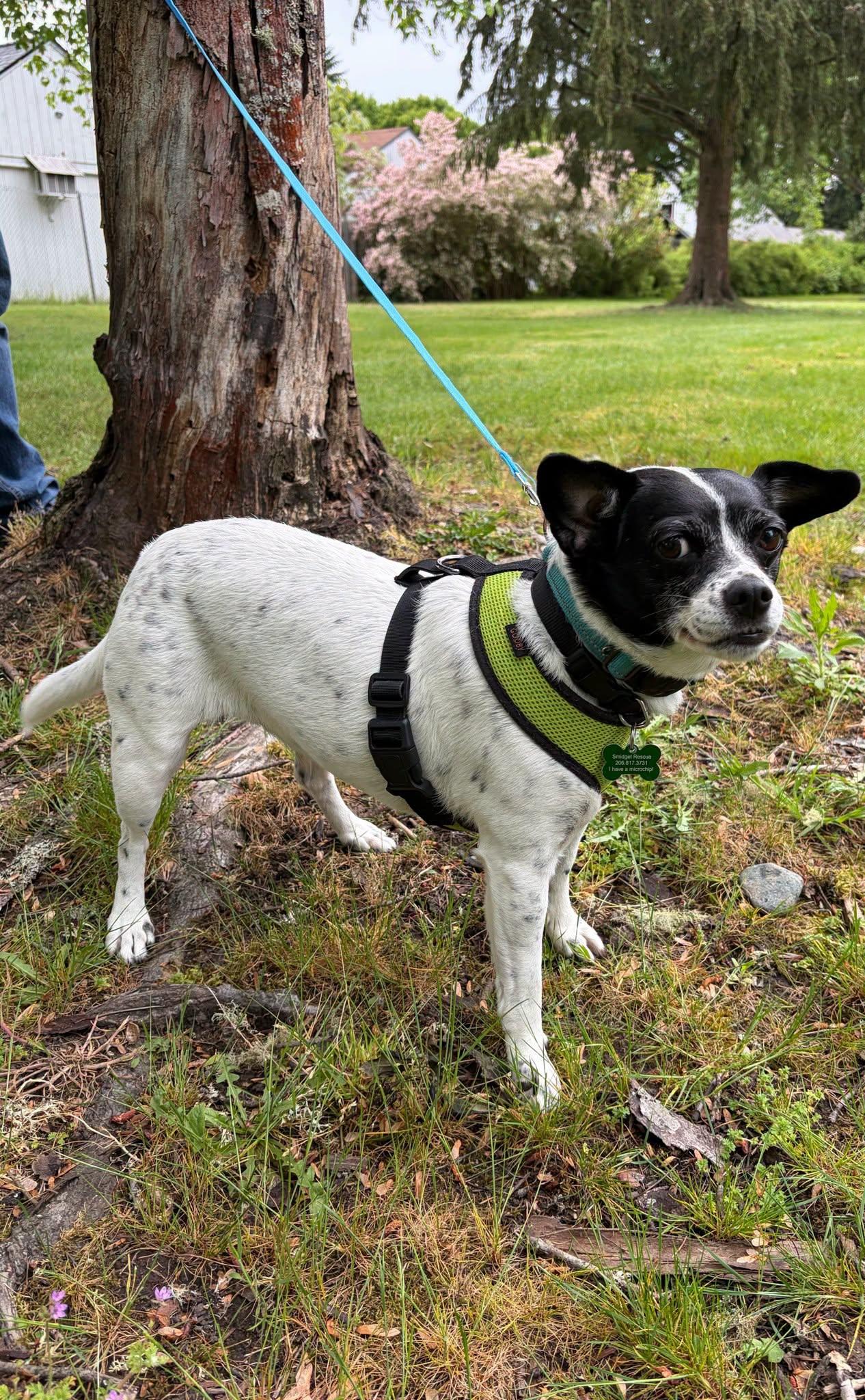 Enlarge Layla, a ADOPTABLE mixed breed in Covington, WA image 2/4
