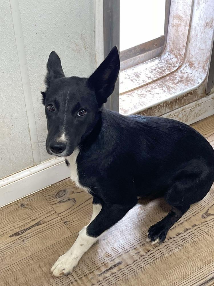 Coyote, Adoptable, Puppy Female Australian Kelpie & Labrador Retriever.