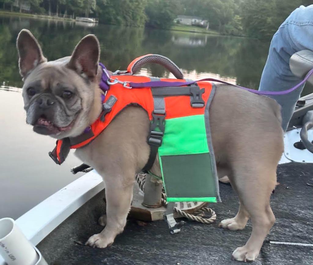 Enlarge Dougie, a Adoptable French Bulldog in Crossville, TN image 1/3