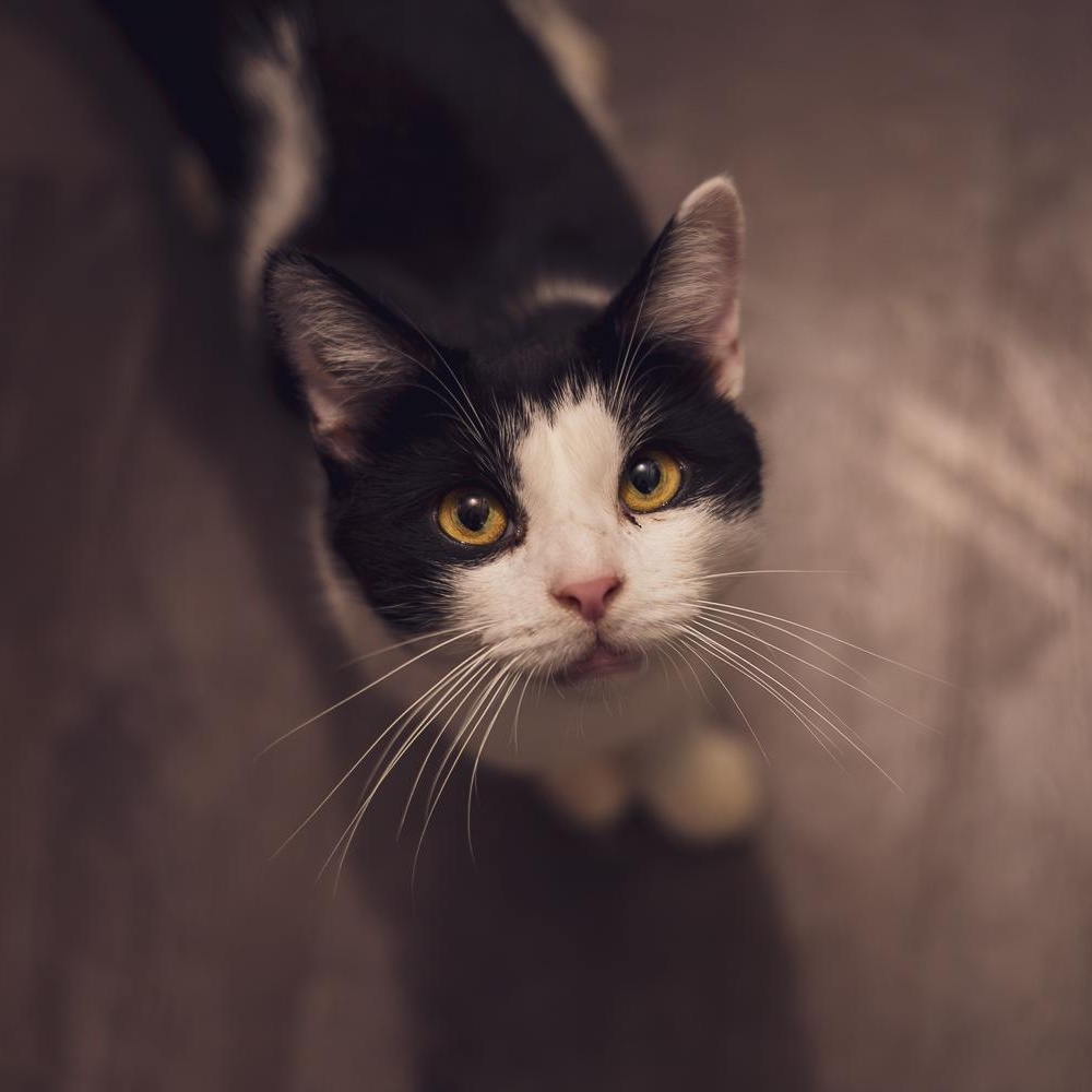 Enlarge Chapo, a Adoptable Tuxedo in Astoria, NY image 4/4