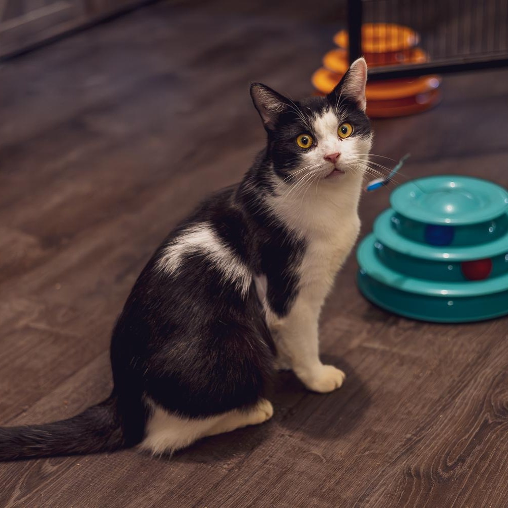 Enlarge Chapo, a Adoptable Tuxedo in Astoria, NY image 3/4