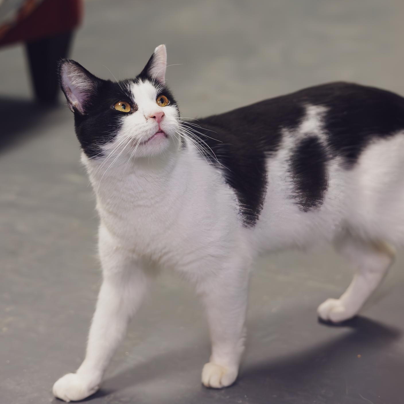 Enlarge Chapo, a Adoptable Tuxedo in Astoria, NY image 4/6