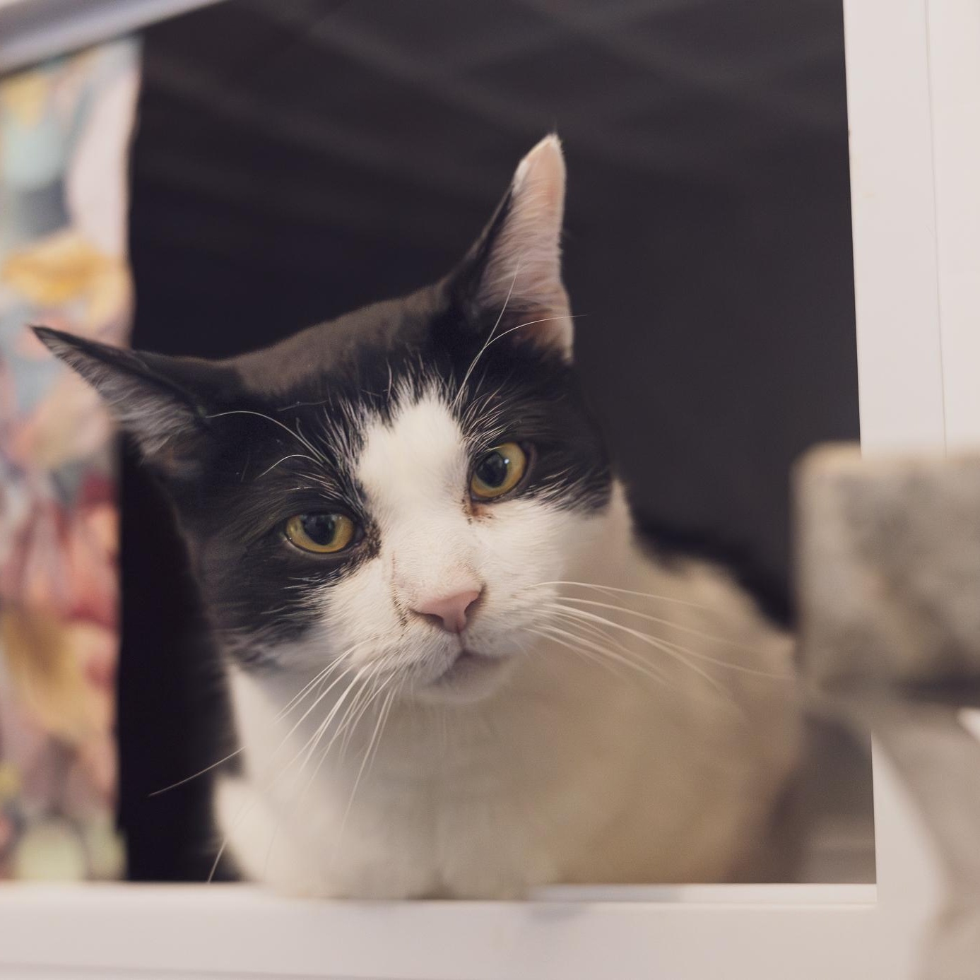 Enlarge Chapo, a Adoptable Tuxedo in Astoria, NY image 6/6