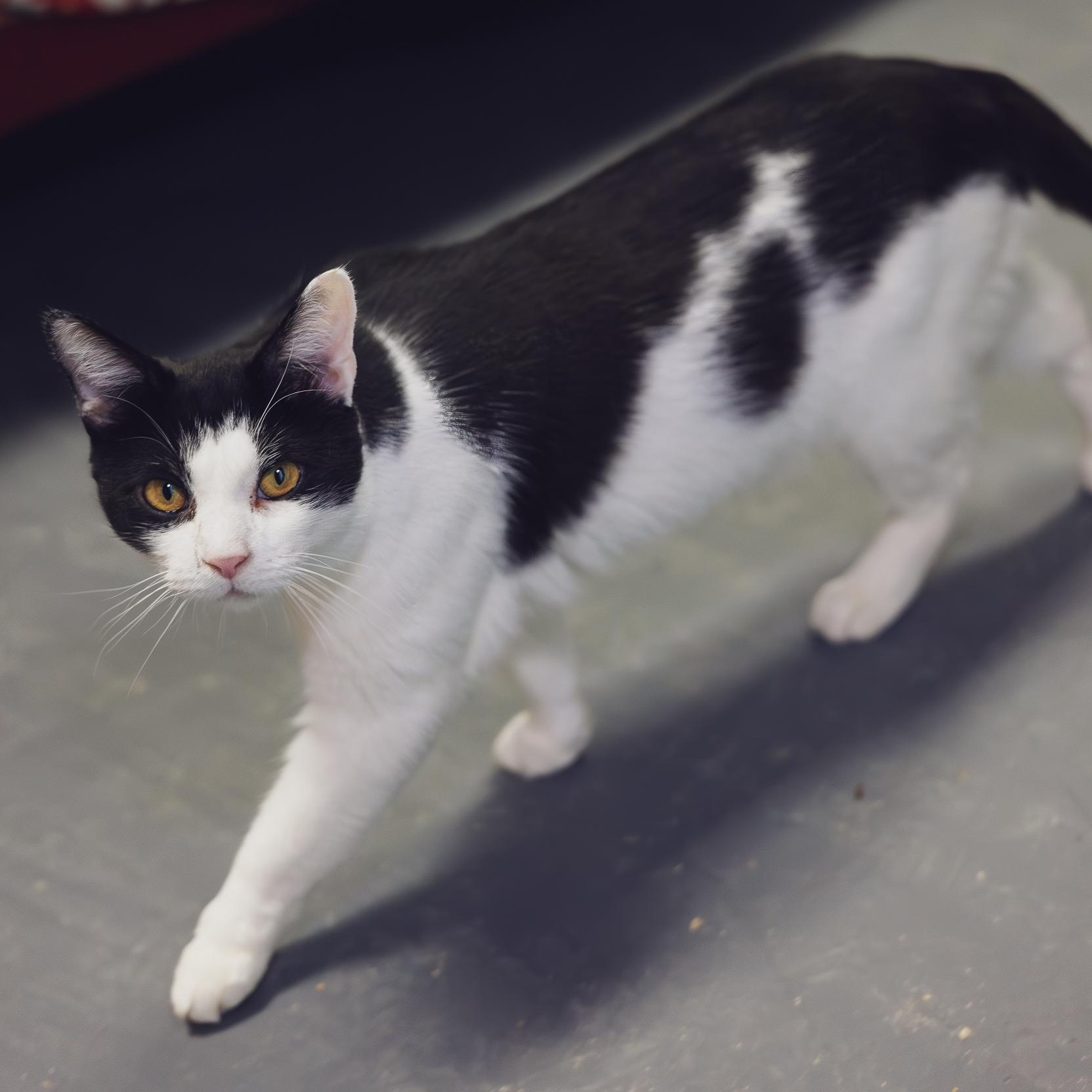 Enlarge Chapo, a Adoptable Tuxedo in Astoria, NY image 5/6