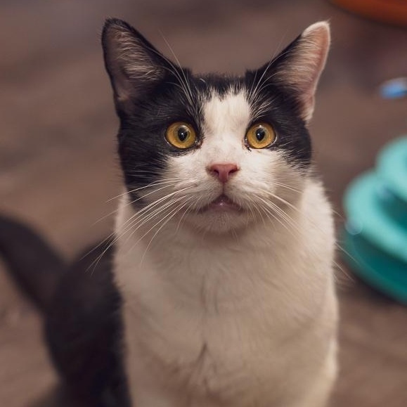 Enlarge Chapo, a Adoptable Tuxedo in Astoria, NY image 1/4