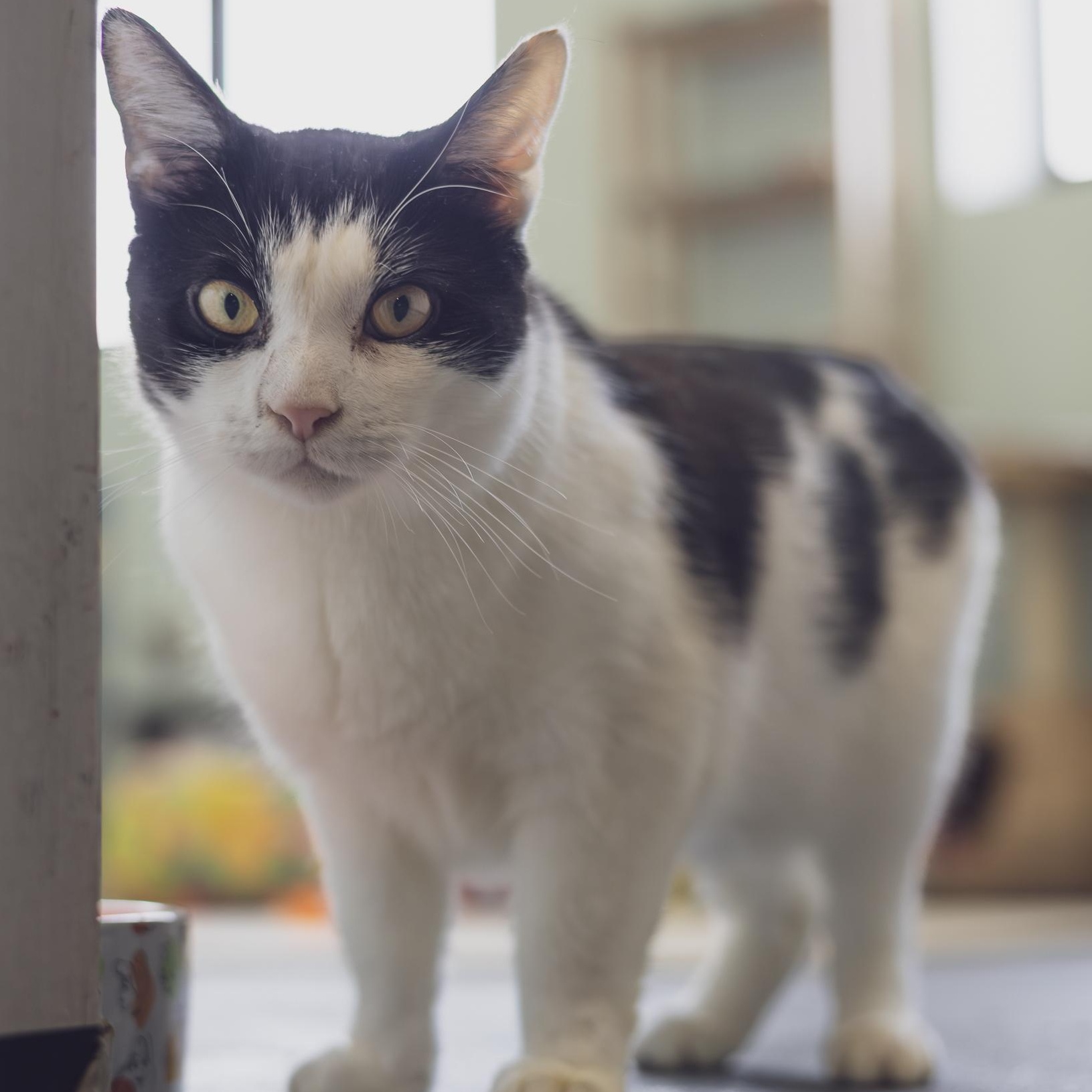 Enlarge Chapo, a Adoptable Tuxedo in Astoria, NY image 3/6
