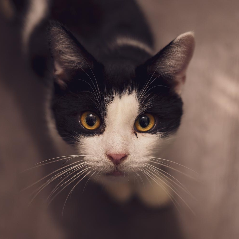 Enlarge Chapo, a Adoptable Tuxedo in Astoria, NY image 2/4