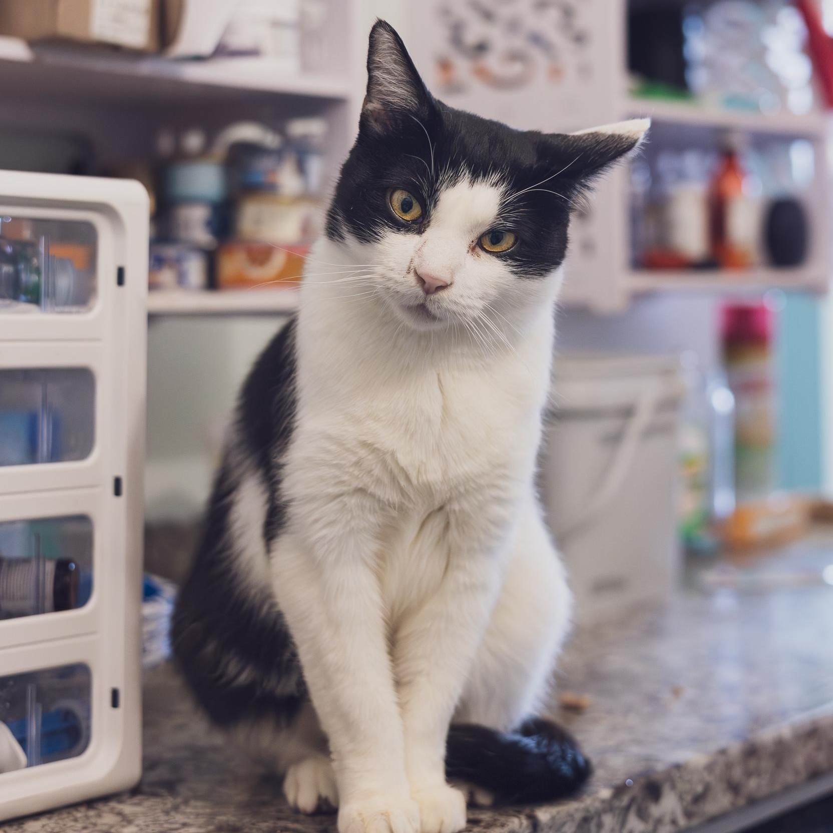 Chapo, Adoptable, Adult Male Tuxedo.