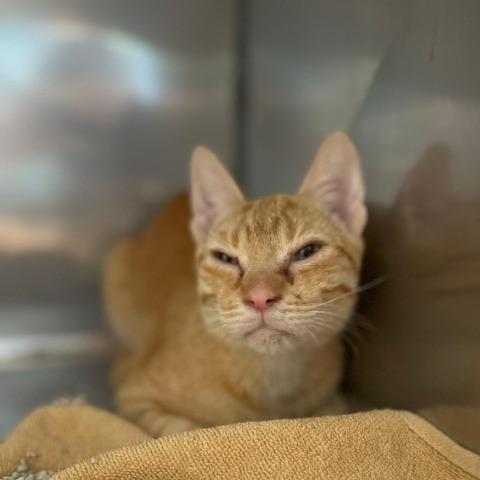 Huckleberry, Adoptable, Young Male Domestic Short Hair.