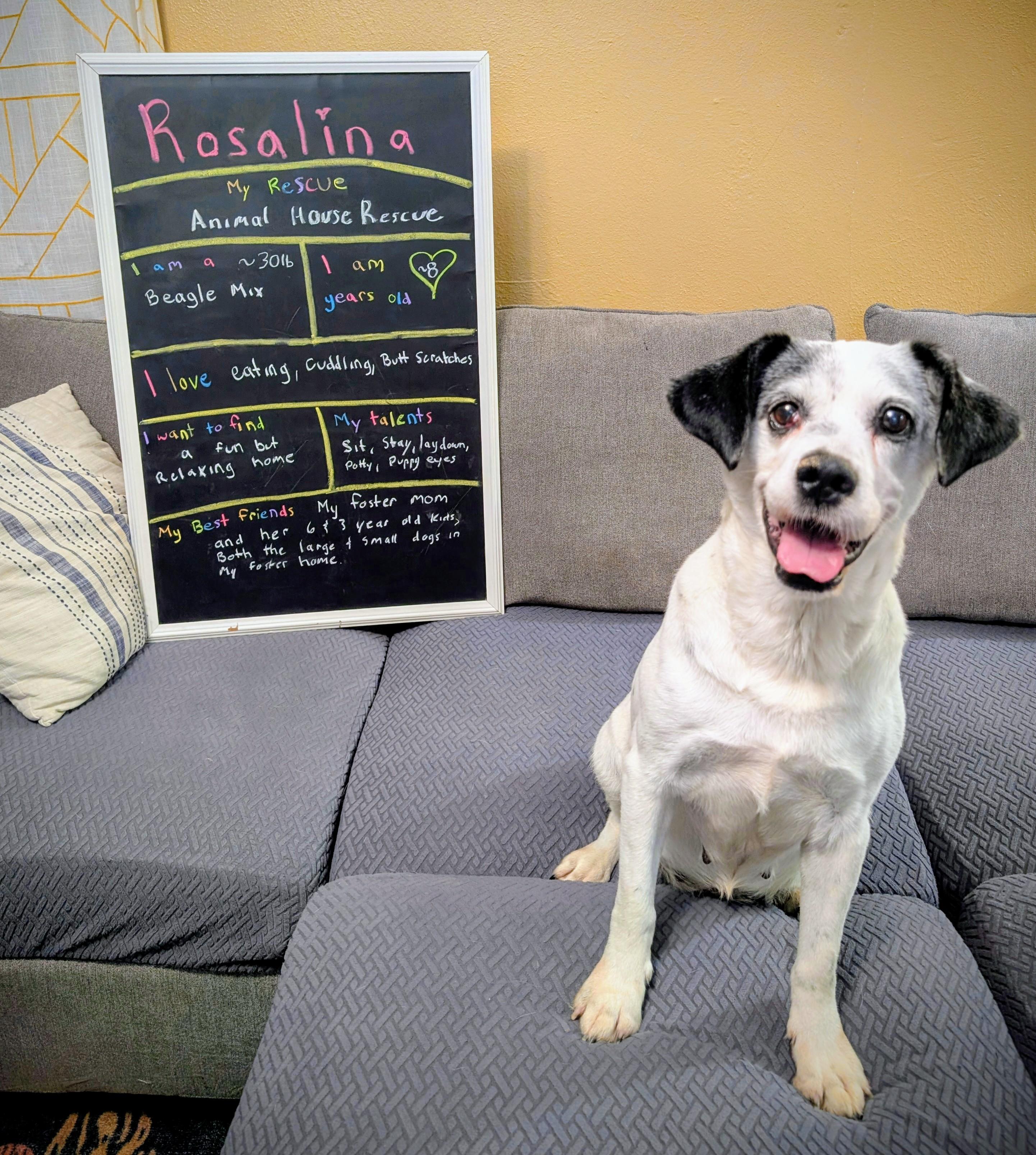 Rosalina, an adoptable mixed breed in Maumee, OH image 1/5