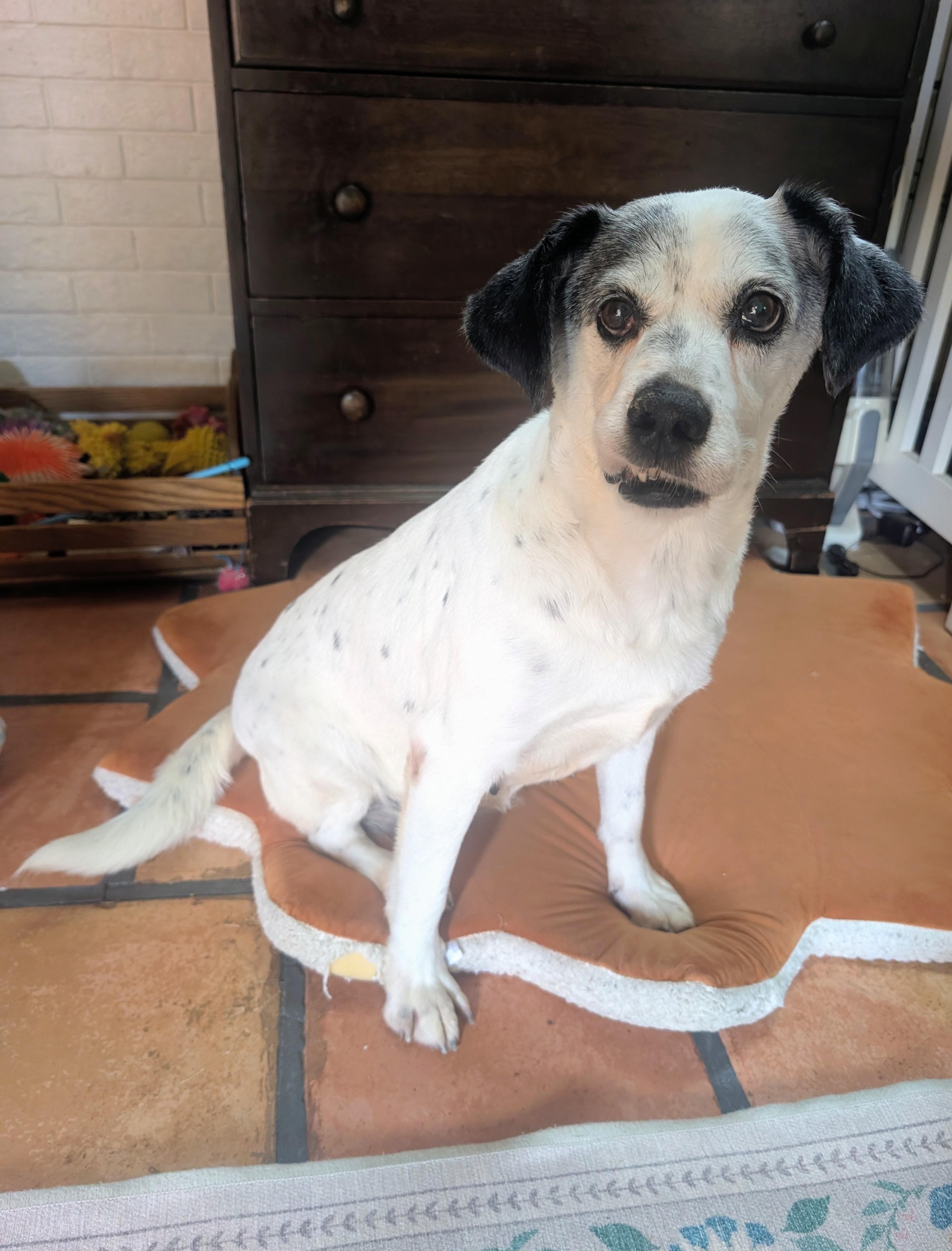 Rosalina, an adoptable mixed breed in Maumee, OH image 5/5