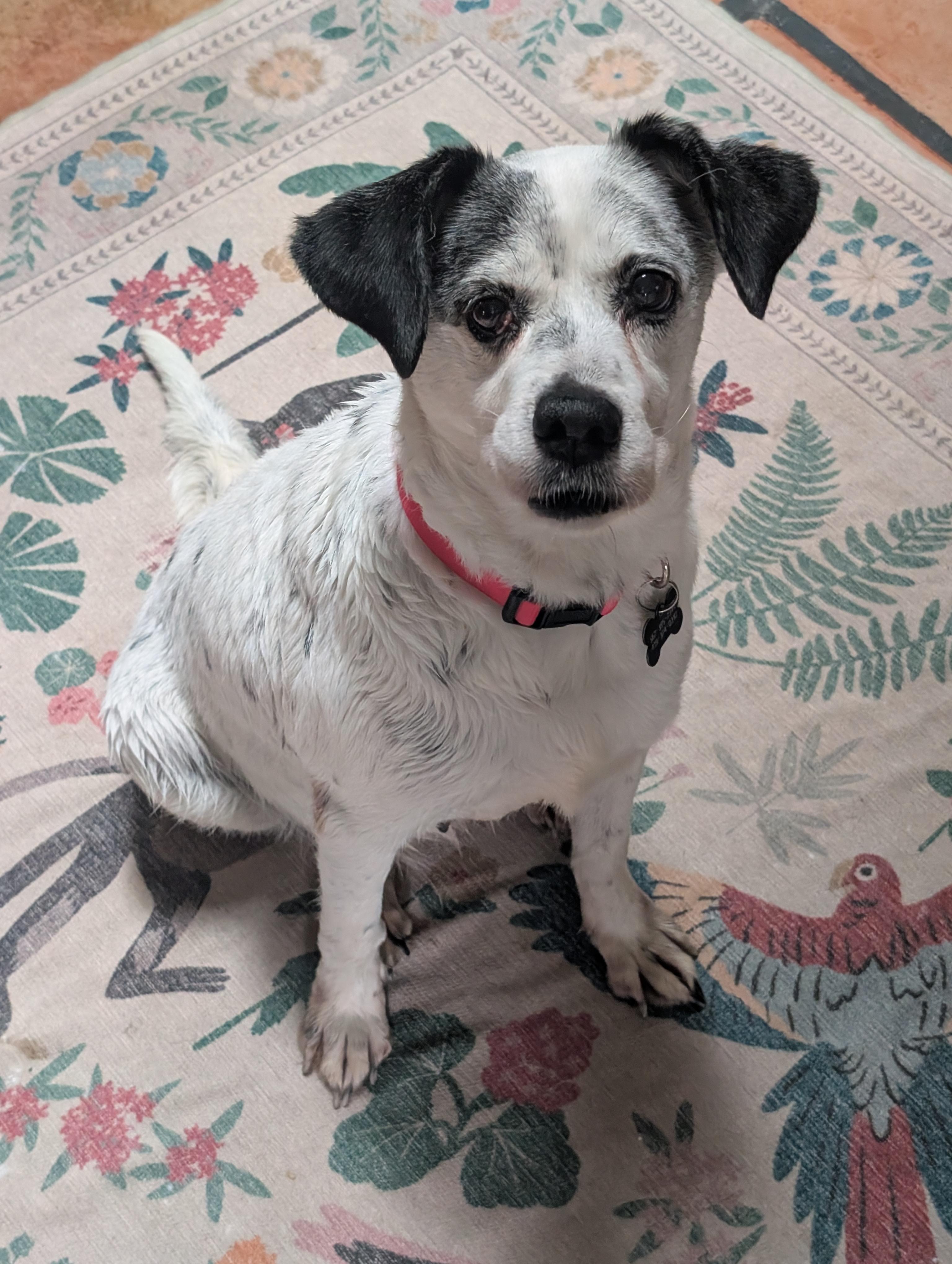 Rosalina, an adoptable mixed breed in Maumee, OH image 3/5